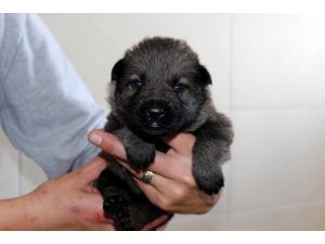 Eğitimli "sadık dost"un ünü, ülke sınırlarını aştı
