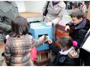 Üsküdar'ın kedileri için rengarenk evler