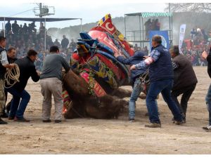 Balıkesir'de "Geleneksel Seyit Onbaşı Deve Güreşleri"