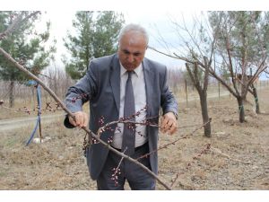 "Yalancı bahar"a aldanan ağaçlarda don endişesi