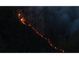 Ordu'da orman yangını