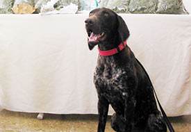 Başıboş köpekler toplanıyor