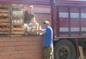 Domates üreticileri şokta