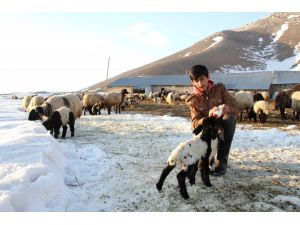 "Baharın habercisi" kuzular biberonla besleniyor