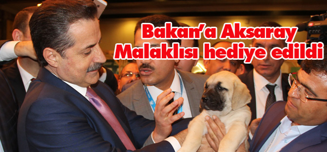 Bakan'a Aksaray Malaklısı hediye edildi