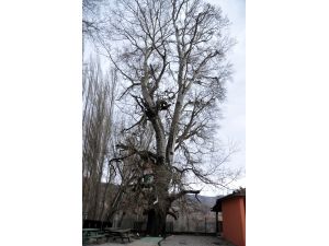 "Ulukavak"a gözleri gibi bakıyorlar