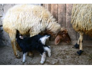 Koyunlar oğlaklara annelik yapıyor