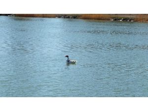 Göçmen kuşlar, Ulaş Gölü'nde konakladı