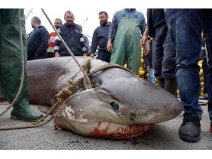 Marmara'da dev köpek balığı