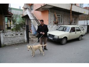 Köpeğe elektroşok cihazıyla işkence iddiası