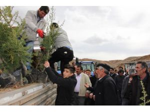 Yozgat'ta iş adamı 5 bin fidan dağıttı