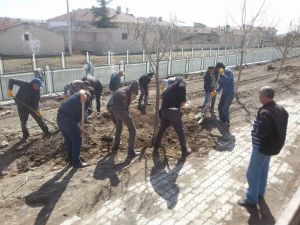 Derinkuyu Belediyesi çam fidanı dikti