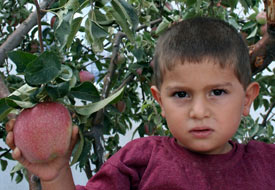 Beyşehir'de elmacılık atağı