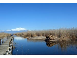 Sultansazlığı'ndan Avrupa'ya kamış ihracatı