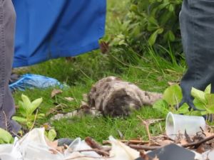 Sakarya'da bebek cesedi bulundu