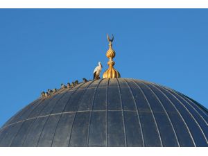 Bayburt'un "vefalı" leyleği