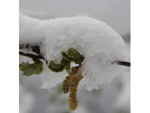 Fındık üreticisinde zirai don korkusu