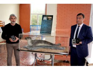 Akdeniz fokları fotokapanla takip edilecek