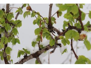 Don beklentisi fındık fiyatını artırdı