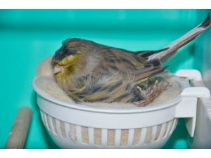 Kanaryalarını bebek gibi büyütüp şampiyonalara hazırlıyor