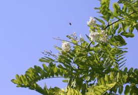 Sarayönü'de ağaç çiçek açtı