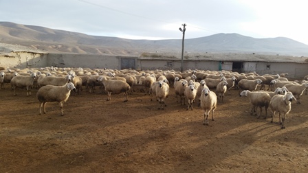 Küçükbaş hem keseye hem de sağlığa yarar