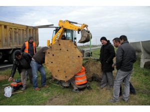 "Herkesin bir leylek yuvası olsun" projesi