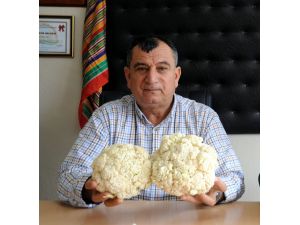Karnabahar fiyatları düştü