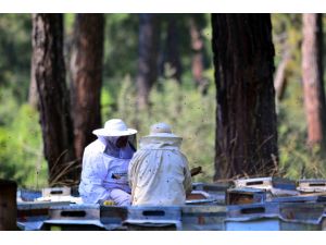 Arıları geliştirmek için şehir şehir konaklıyorlar