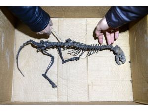 Van'da bulunan hayvan iskeleti şaşırttı