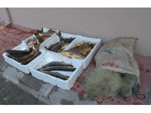 Çanakkale'de barajda kaçak avlanan balıklara el konuldu