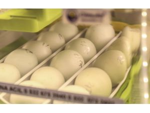 Miniklerin "ilk nefes" heyecanı