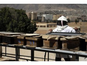 Yemen balı savaşa yenildi