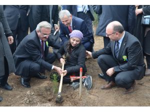 Bursa'da yanan orman alanına 3 bin fidan dikildi