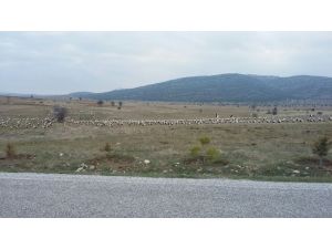 Seydişehir'e yılın ilk leylek sürüsü geldi