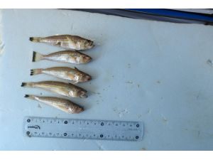 "Deniz engereği" trakonya hastanelik etti