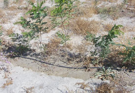 Damla sulama yaygınlaşıyor