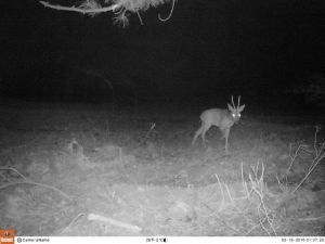 Osmaniye'de yaban hayatı fotokapanlarla izleniyor