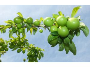 Eriğin fiyatı 30 liraya düştü