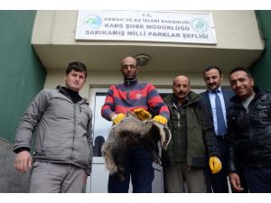 Yaralı porsuk koruma altına alındı