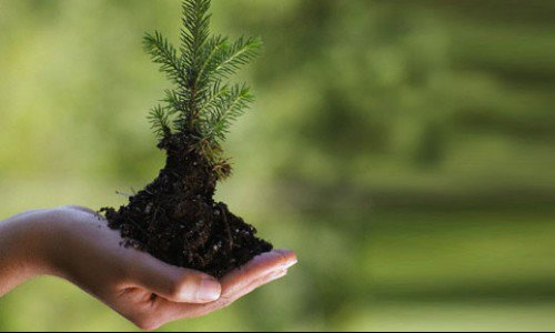 Karapınar'da öğrenciler fidan dikti