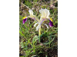 Doğu'da kar yağışı ve bahar havası bir arada