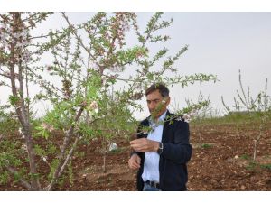 Adıyaman'da bademleri "don" vurdu