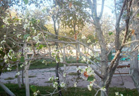 Erik ağacı çiçek açtı