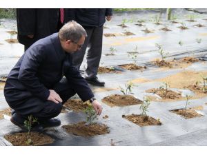 Çay bahçeleri için "gen havuzu"