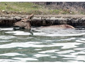 Havuza düşen gebe geyik kurtarıldı