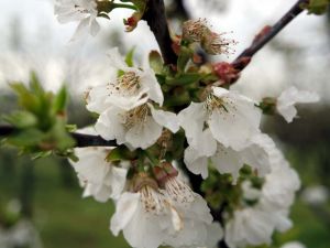 Bursa şeftalisinde don ve kırağı tehdidi