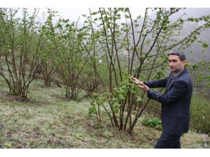 Fındıkta zirai don tehlikesi