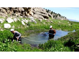 Seydişehir’de "yağ balığı"nı araştırma çalışmaları