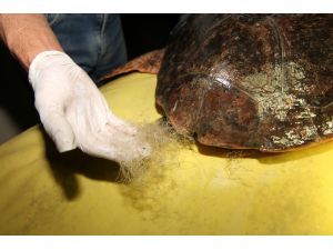 Muğla'da yaralı caretta carettalar tedaviye alındı